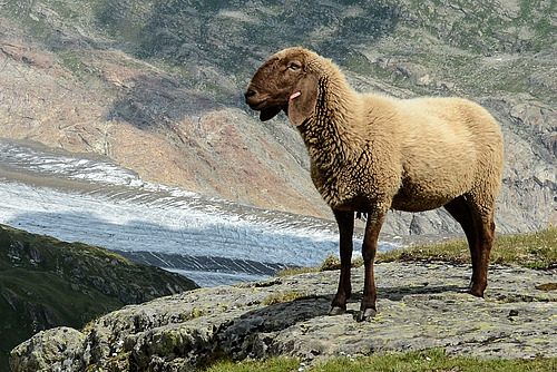Ein Schaf steht vor einer Berglandschaft mit Gletscher. 