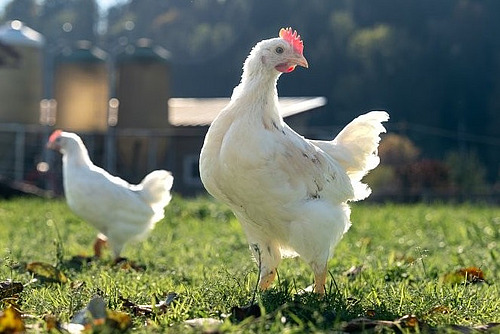 Ein weisser Junghanh steht im Vordergrund, dahinter ist ein weiterer Hahn zu sehen. 