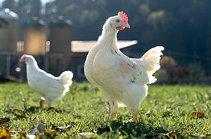 Ein weisser Junghanh steht im Vordergrund, dahinter ist ein weiterer Hahn zu sehen. 