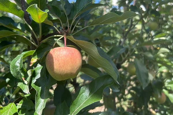 Apfel an einem Niederstammbaum.