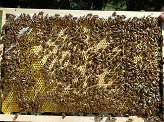 Brutwabe mit Bienen und ihrem Nachwuchs.