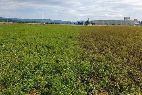 Zwei Kartoffelsorten im Feld