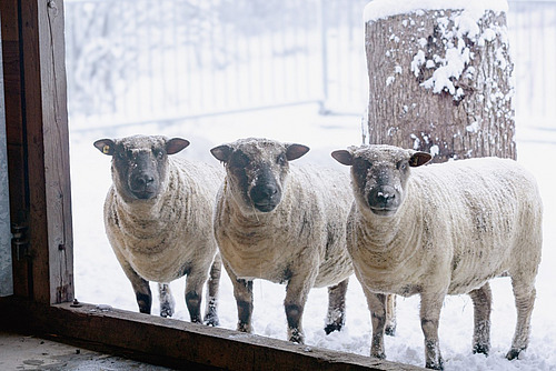 Drei Schafe stehen im Schnee.