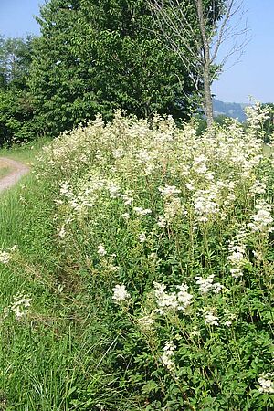 im Vordergrund blühender Saum im Hintergrund eine Hecke