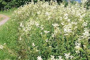 im Vordergrund blühender Saum im Hintergrund eine Hecke