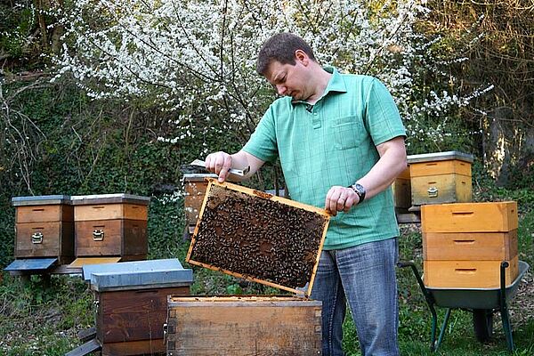 Imker mit Bienenwabe in den Händen, im Hintergrund Bienenstände