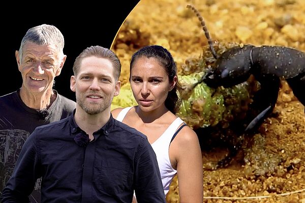 Drei Forschende vor einem Insekt.