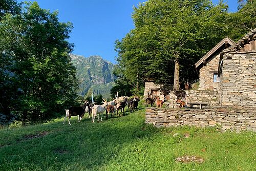 Ziegen auf einer Wiese neben einer Alp.