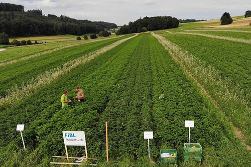 In Streifen angebaute Kartoffelsorten, von oben fotografiert