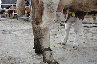 Säugendes Kalb im abgetrennten Bereich vor dem Melkstand, im Hintergrund die wartenden Kühe.