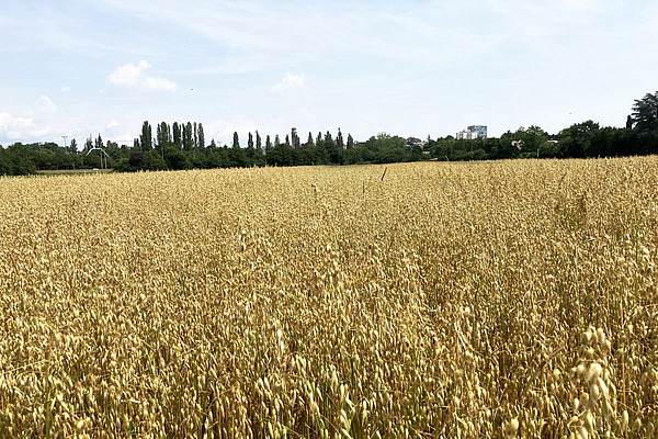 Feld mit gelbem Hafer.