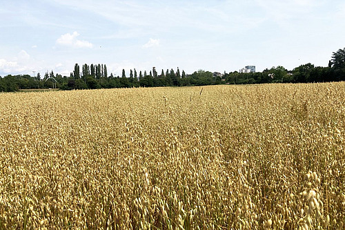 Feld mit gelbem Hafer.
