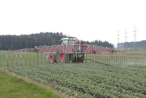 Ein Traktor mit einem Schleppschlauchverteiler auf einem Rapsfeld. 