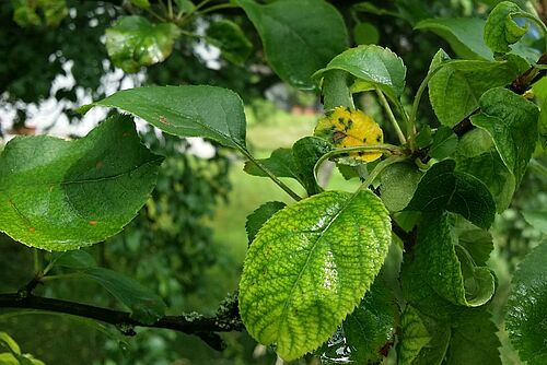 Ein gelbes und mehrere leicht gelbe Blätter an einem Obstbaum