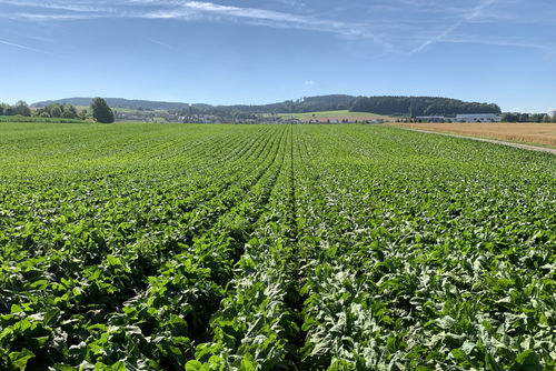 Ein Feld mit grünen Pflanzreihen.