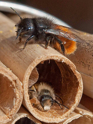 zwei Mauerbienen, eine auf und eine in Röhrchen