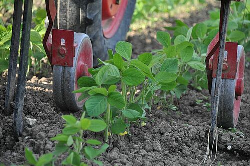 Mechanische Bodenbearbeitung bei Soja