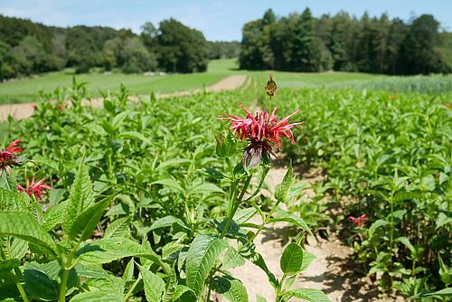 Eine rote Blume auf einem Kräuterfeld.