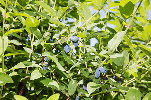 Eine Baumkrone mit blauen flaschenförmigen Beeren.