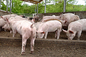 Mehrere Mastschweine im Aussenbereich.