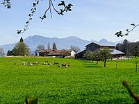 indyllischer Hof mit Rindvieh auf der Weide, und Bergen und See im Hintergrund