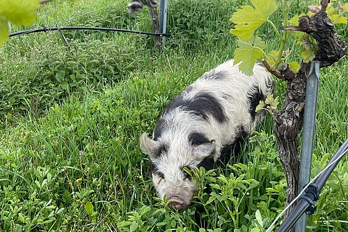 Schwarz-weiss geflecktes Kunekune-Schwein zwischen den Reben.