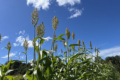 Zuckersorghumpflanzen.
