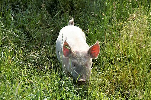 Schwein in hohem Gras