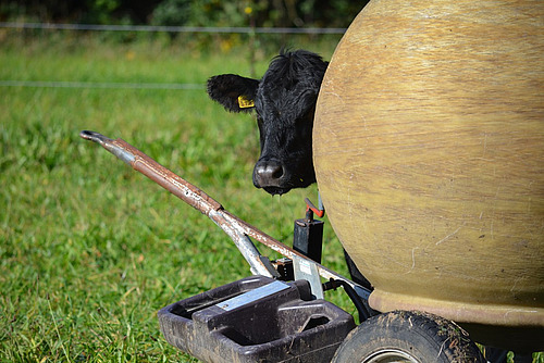 Ein schwarzes Rind schaut hinter einem mobilen Tränkefass hervor.