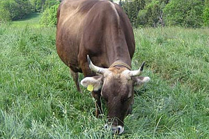 Weidende Kuh der Rasse Braunvieh.