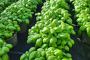 Basilikum in Töpfen.