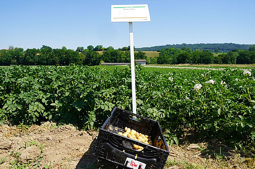 Kiste mit Kartoffeln und Schild mit der Aufschrift "Peter Pan" vor einem Kartoffelfeld.