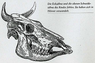 Skizze eines Rinderschädels.