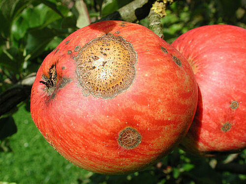 roter Apfel mit Schorfflecken
grün-gelber Apfel mit Schorffleck mit tiefen Rissen