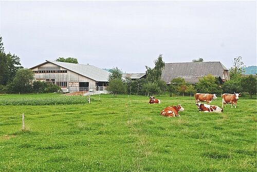 Kuhweide mit Stall und Wohnhaus im Hintergrund