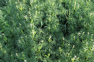 Feld mit sternenförmige Blätter und weisse Blüten der Lupinen