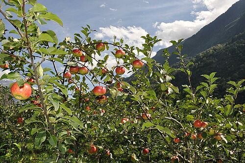 Niederstamm Apfelanlage mit reifen Äpfeln