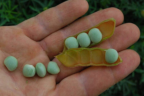 grüne Samen und eine offene Schote in einer Handfläche