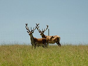 Zwei Hirsche stehen auf einer Wiese