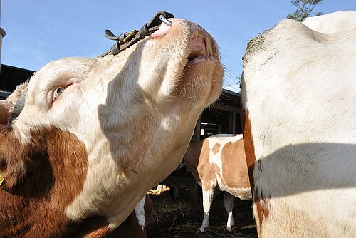 Flehmender Stier in Kuhherde