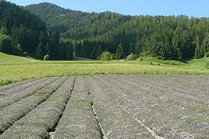 Thymianfeld, von Weitem grün-blau ansehend. Im Hintergrund sind Wiesen, Wälder und einem Berg ersichtlich