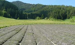 Thymianfeld, von Weitem grün-blau ansehend. Im Hintergrund sind Wiesen, Wälder und einem Berg ersichtlich