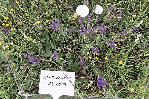 Auf dem Vegetationsausschnitt blühen Pflanzen in verschiedenen Farben, ein Schild markiert den Probeort. 