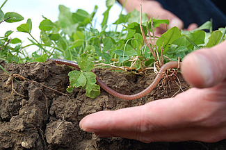 Hand im Vordergrund, Boden mit Regenwurm im Hintergrund.