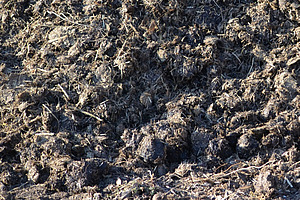 Pferdemist auf einer Miete. 