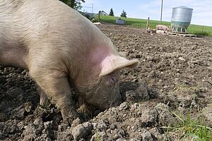 Ein Schwein wühlt mit der Schnauze in der Erde.