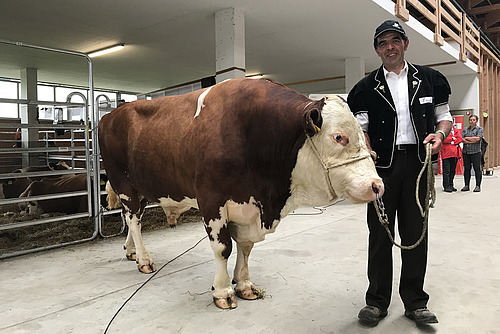 Mann in Tracht präsentiert rot-weissen Fleckviehstier.