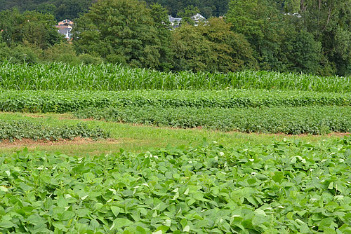 Rechteckige Parzellen mit verschiedenen Ackerfrüchten. 