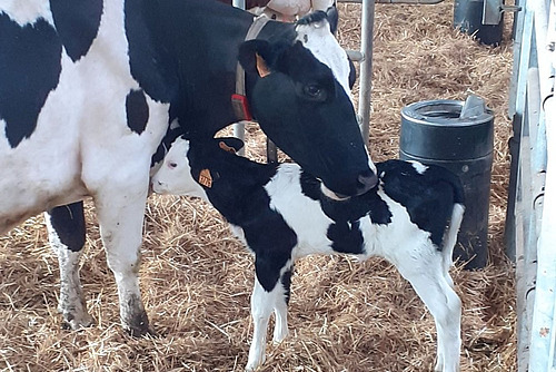 Eine Schwarzfleck-Kuh mit ihrem Kalb in einem Stall. 