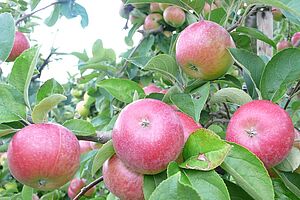 reife, rosarote Äpfel am Baum